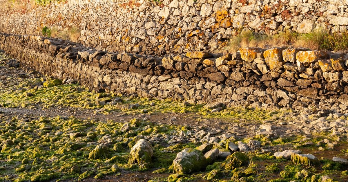 Green algae and moss spread across a damp stone wall lit by low sunlight