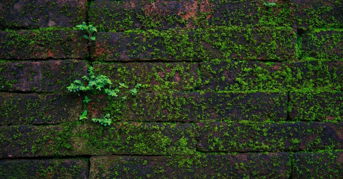 Vivid green growth spread evenly across an aged brick wall in open daylight