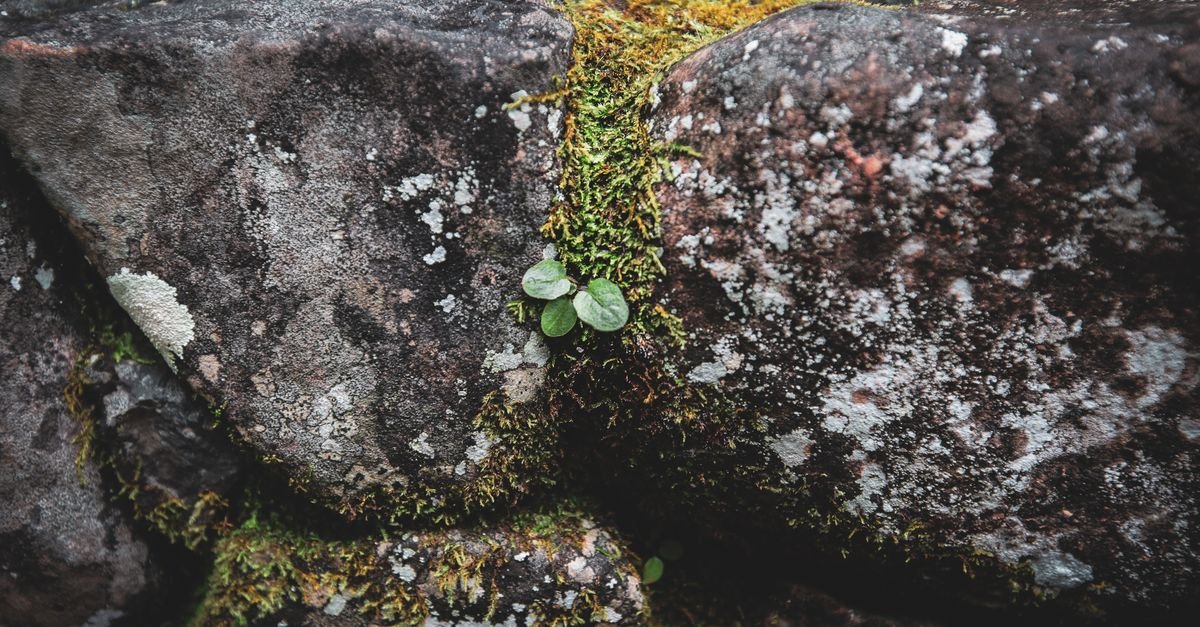 Green moss and grey lichen growing across the face of an old stone wall