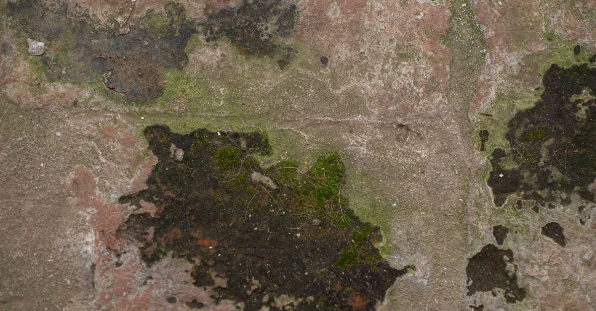 Weathered exterior wall with moss growing in the cracks and visible surface decay