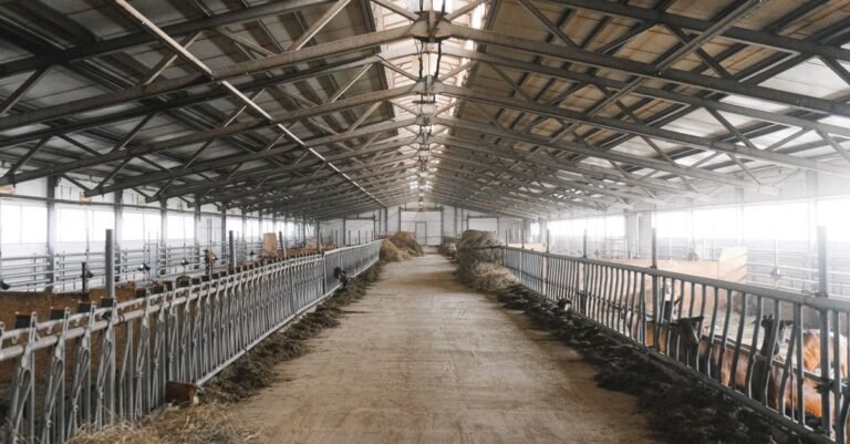 Wide interior view of a livestock barn showing the feed alley and cattle feeding positions along one wall