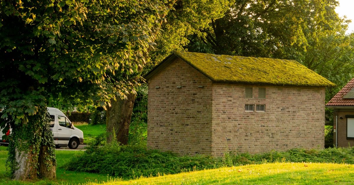 A rustic shed with a shallow pitched roof carrying thick moss growth in a summer garden
