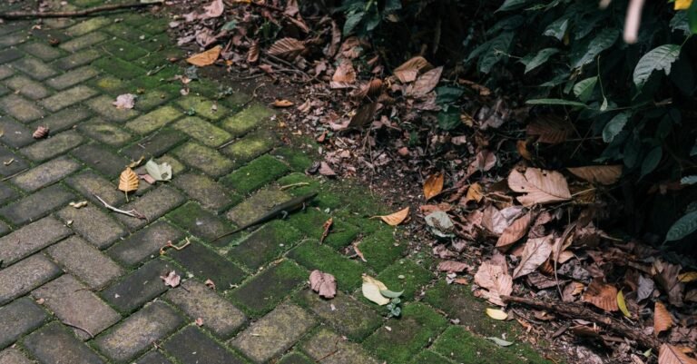 Moss and fallen autumn leaves lying across a damp paved path