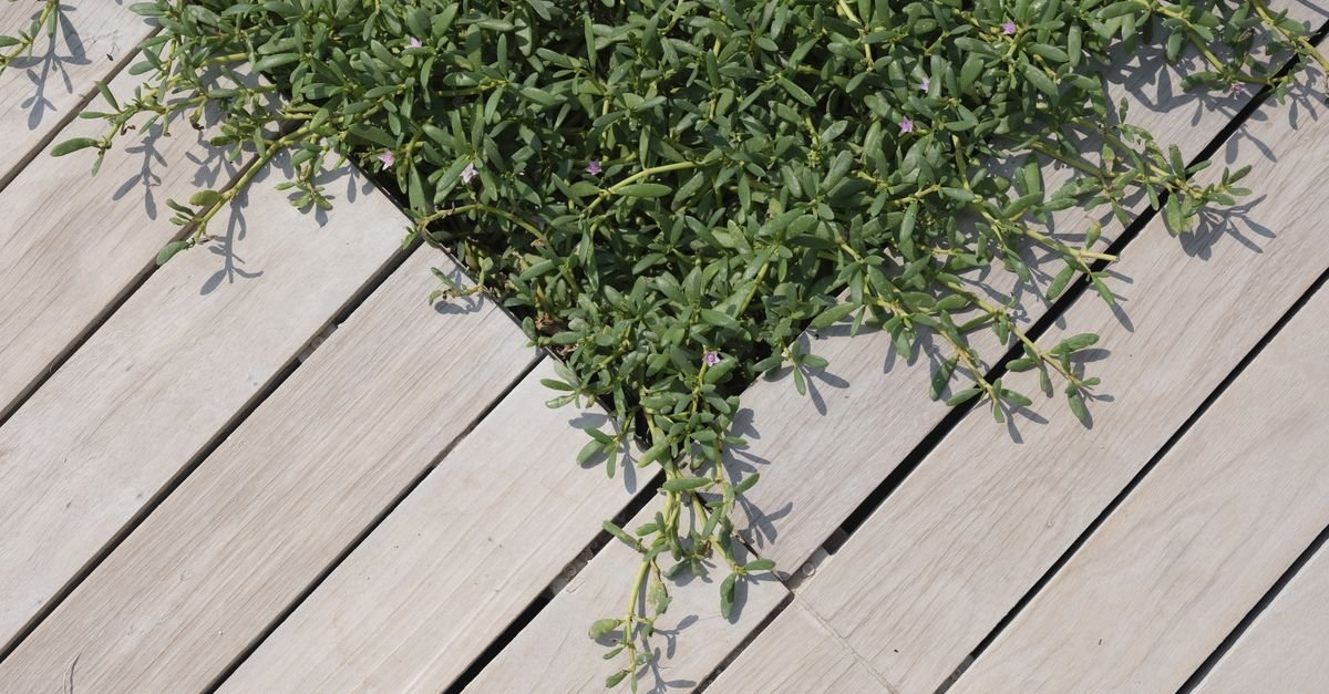 Green foliage pushing up through the gaps between deck boards, the drainage path every drop follows