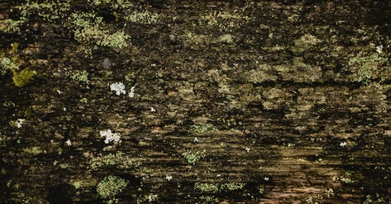 Green moss and lichen spread across aged timber boards, the growth a bleach wash is meant to kill