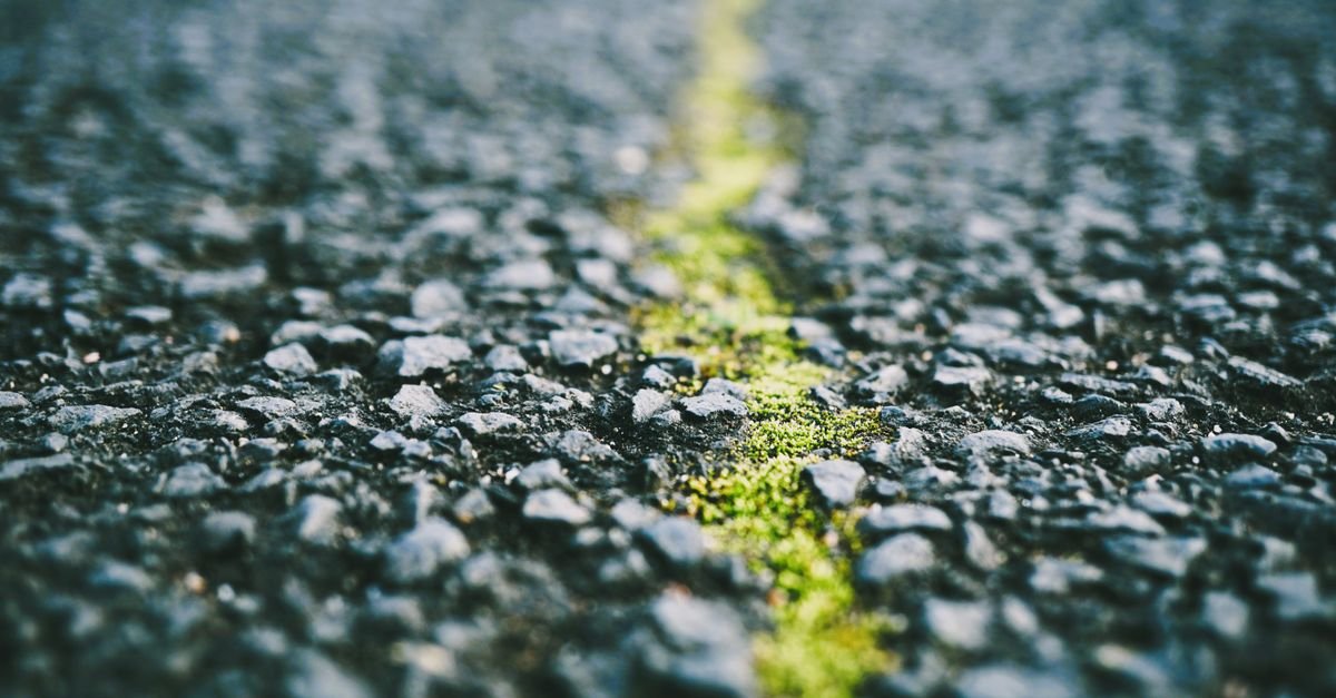 Green moss growing along a damp line in the surface of an asphalt drive