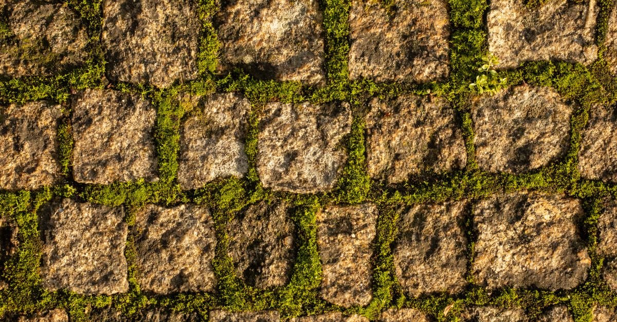 Close-up of natural stone slabs with green moss growing in the joints between them