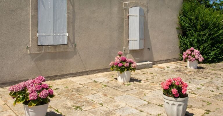 Weathered cream limestone terrace with open joints, pale shuttered wall and pink hydrangeas in white pots