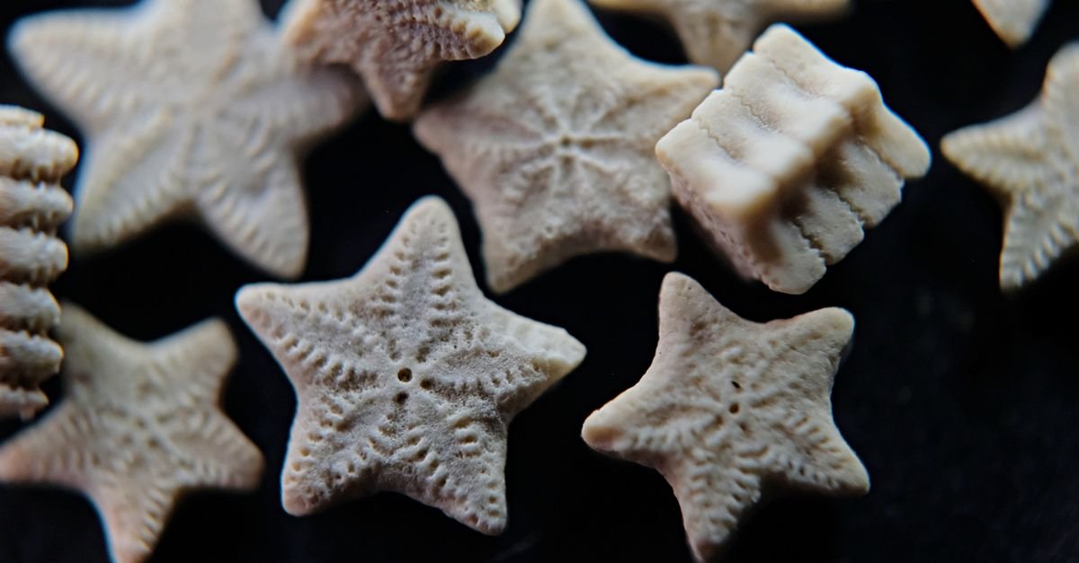 Macro view of fossilised crinoid stem segments showing five-pointed star cross sections