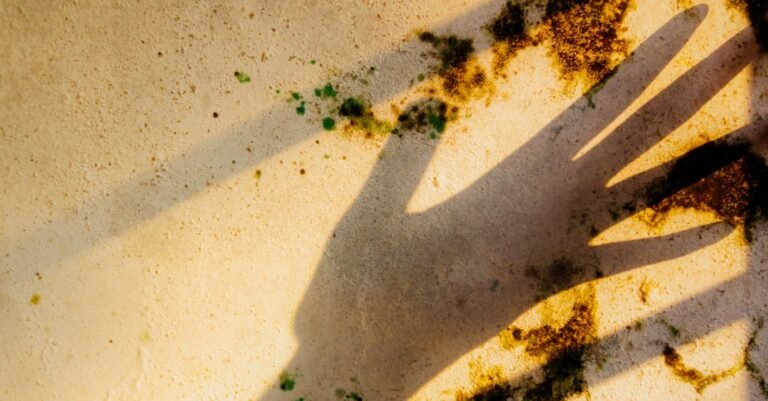 Warm sunlight falling across an exterior wall covered in dark mould growth