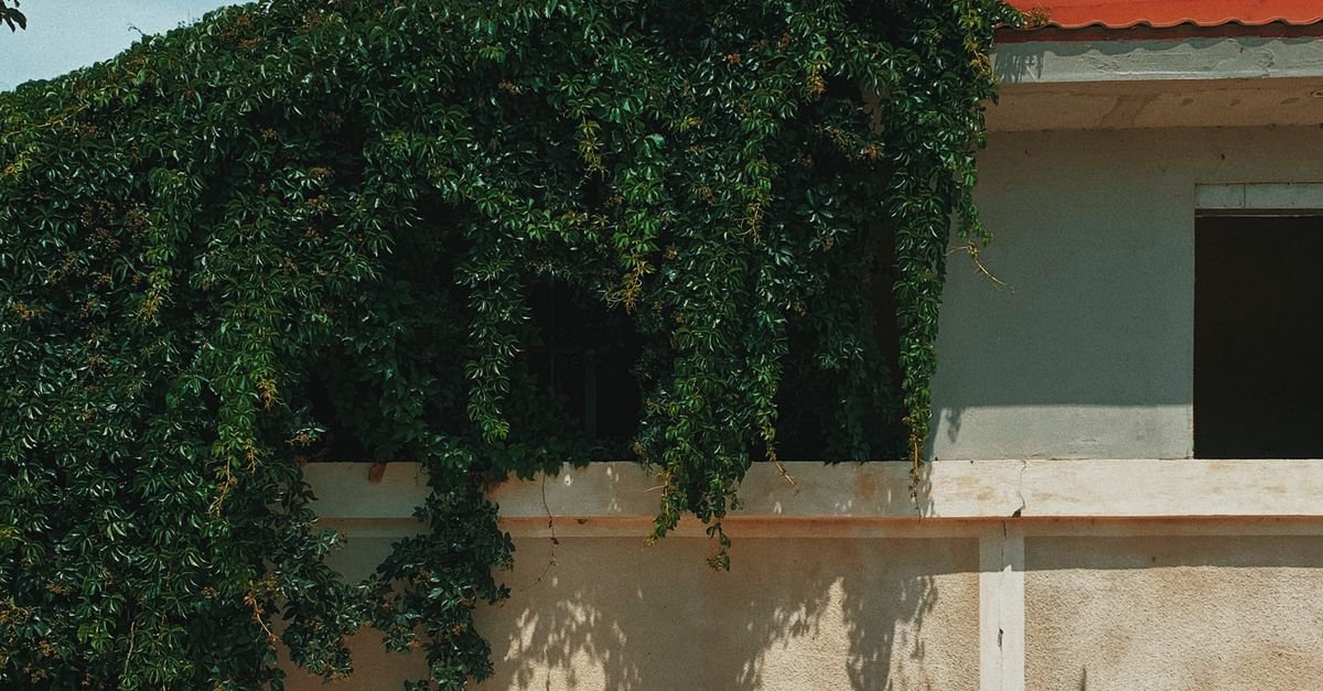 Dense shrubs grown tight against a white house wall, blocking the airflow that would otherwise dry the cladding