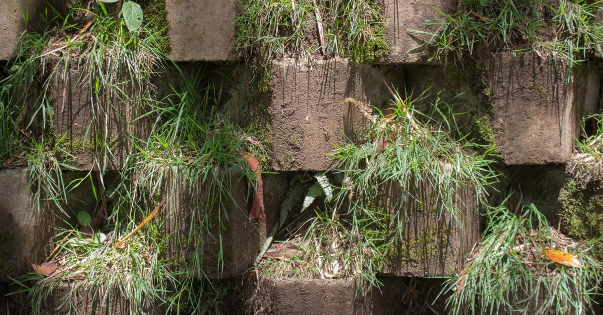 Moss and small plants growing out of the face and joints of an old stone retaining wall