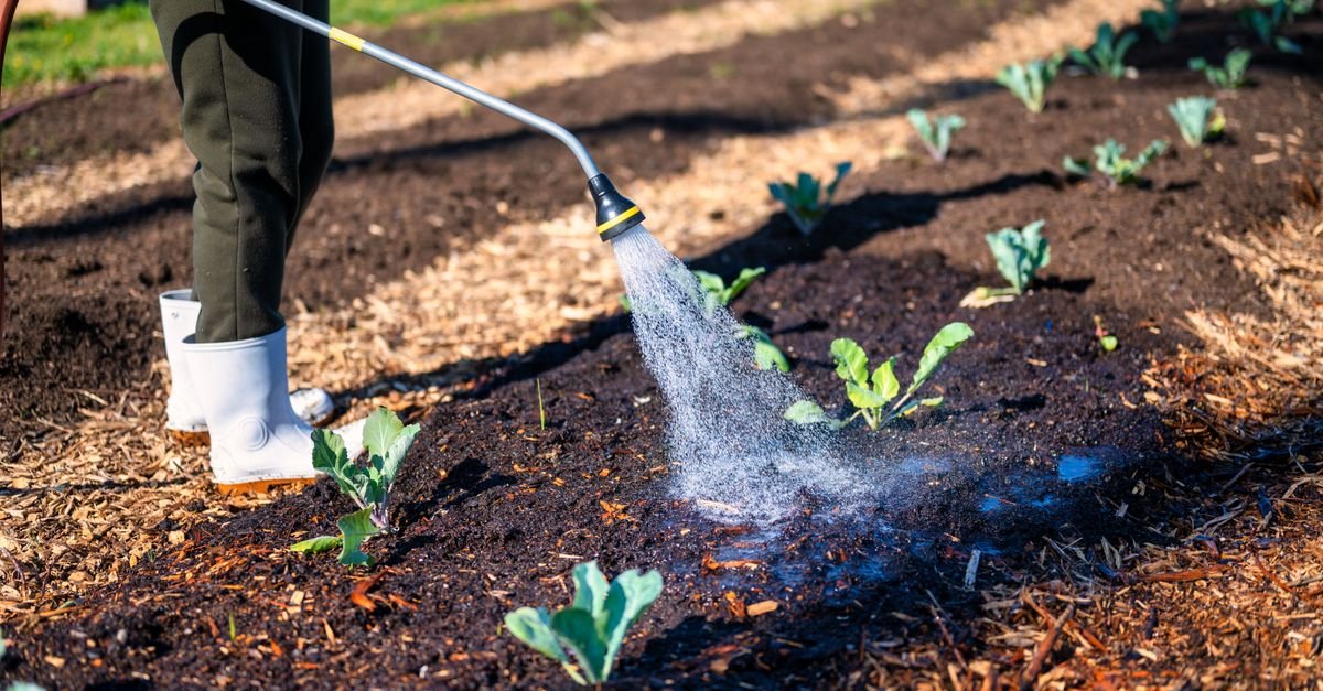 Gardener soaking young plants and soil with a hose, the pre-soak that protects planting below the roofline