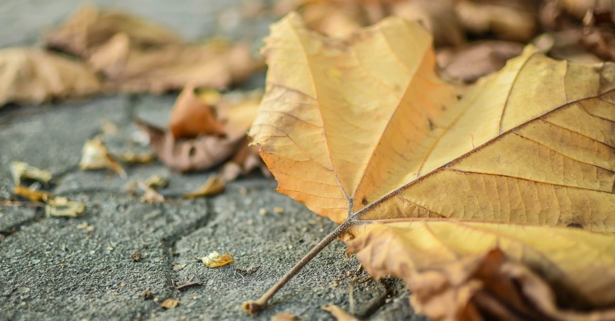 Dry autumn leaves lying on a concrete path where tannin staining begins