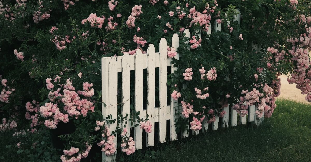 Pink climbing roses growing thickly over and through a white picket fence