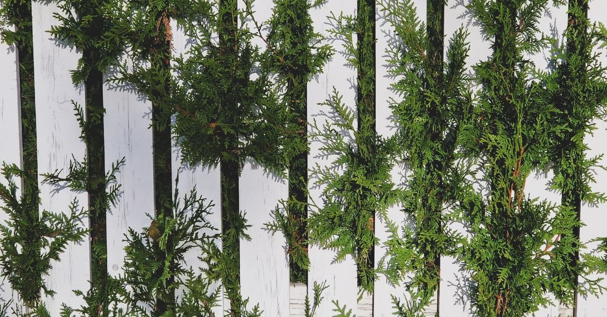 Evergreen conifer branches pressed flat against the slats of a white fence
