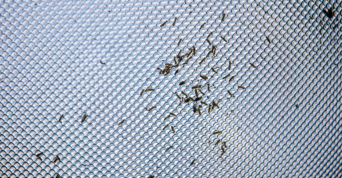 Small insects and debris caught in the weave of a grey screen mesh, seen close up