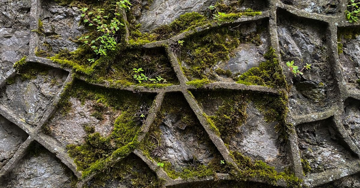 Green moss and algae growing across a rough concrete wall surface