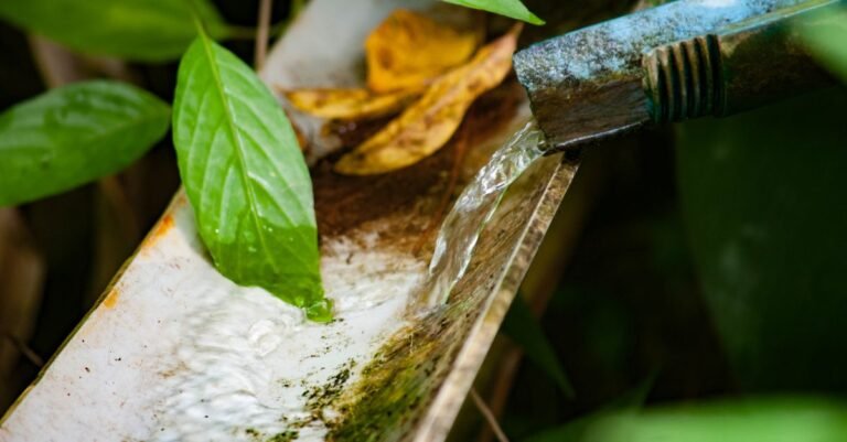 Rainwater discharging from a drainage pipe straight into dense green foliage