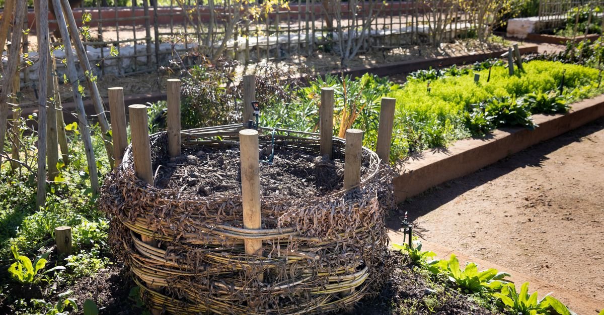 A woven compost bin in a lush garden surrounded by thriving spring planting