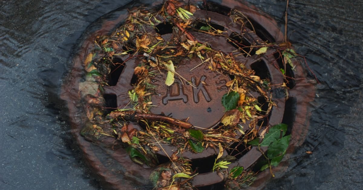 A storm drain grate smothered with wet fallen leaves during heavy rain