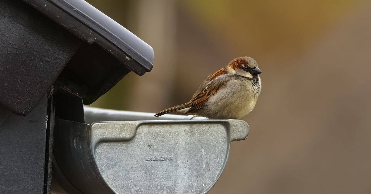 Close view of a metal rain gutter and its outer lip against a soft background