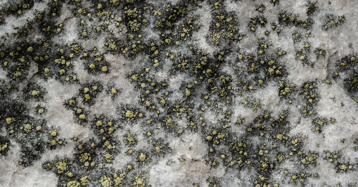 Crusty yellow-green lichen discs growing across a grey stone surface