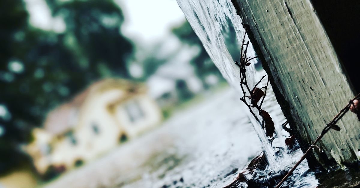 Rainwater pouring from a gutter downspout, a common moisture source feeding growth