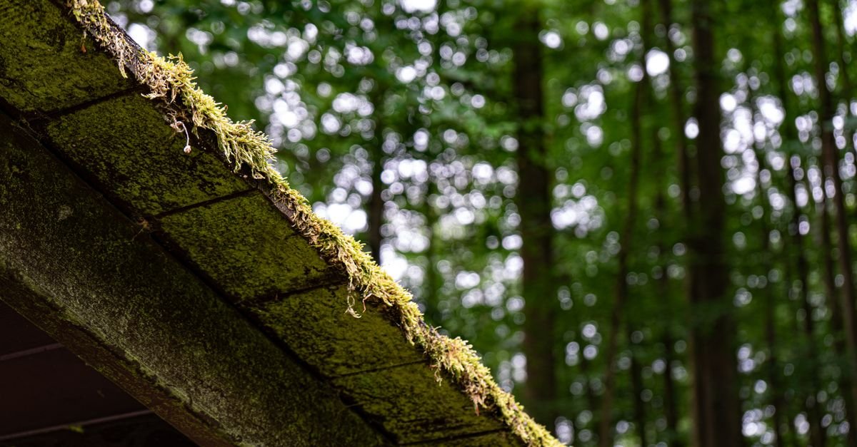 Moss growing thickly along the exposed edge of a roof, the lap line where clumps take hold first