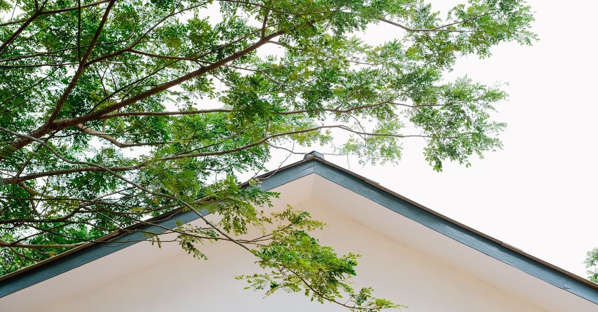 Tree branches reaching over a roofline, the shade and leaf litter that keep a roof permanently damp