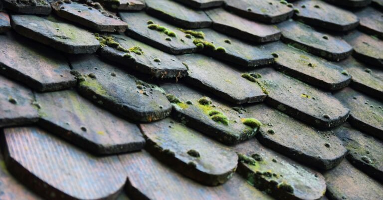 Thick green moss growing across old wooden roof shingles, holding moisture against the surface
