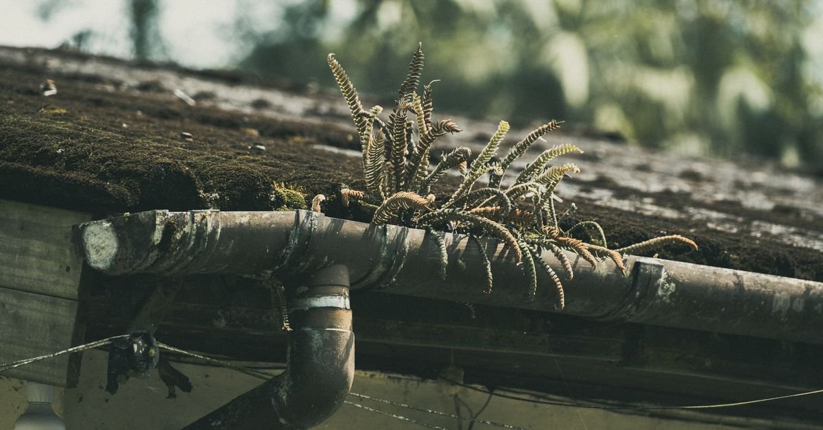 Ferns and heavy moss established across an old roof, growth well past the point where cleaning helps