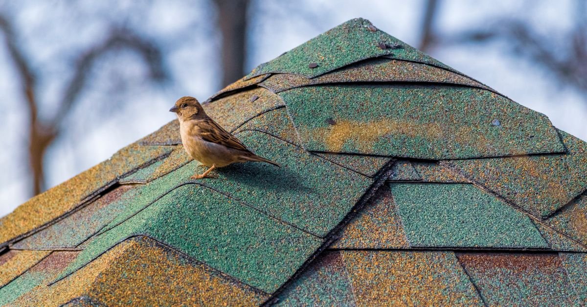 Sparrow standing on an asphalt shingle roof, close enough to show the ceramic granule layer that decides every pressure limit