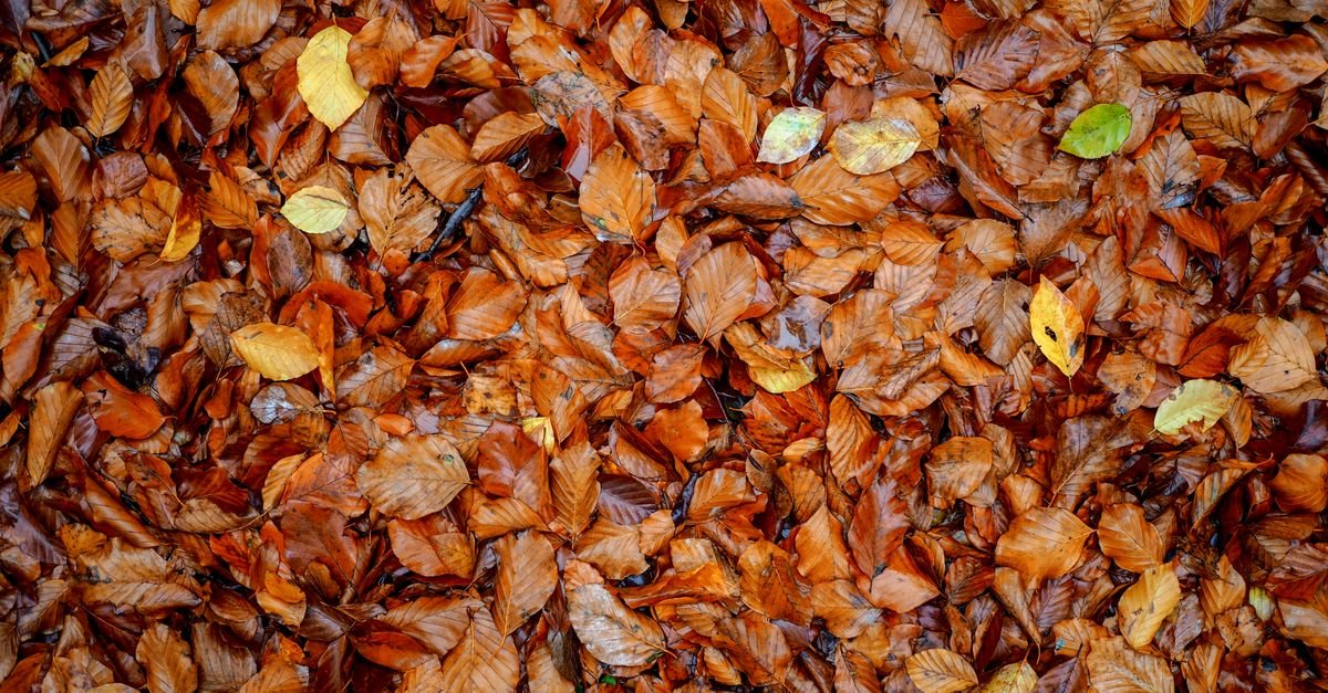 Wet autumn leaves matted together into a single sodden layer on the ground