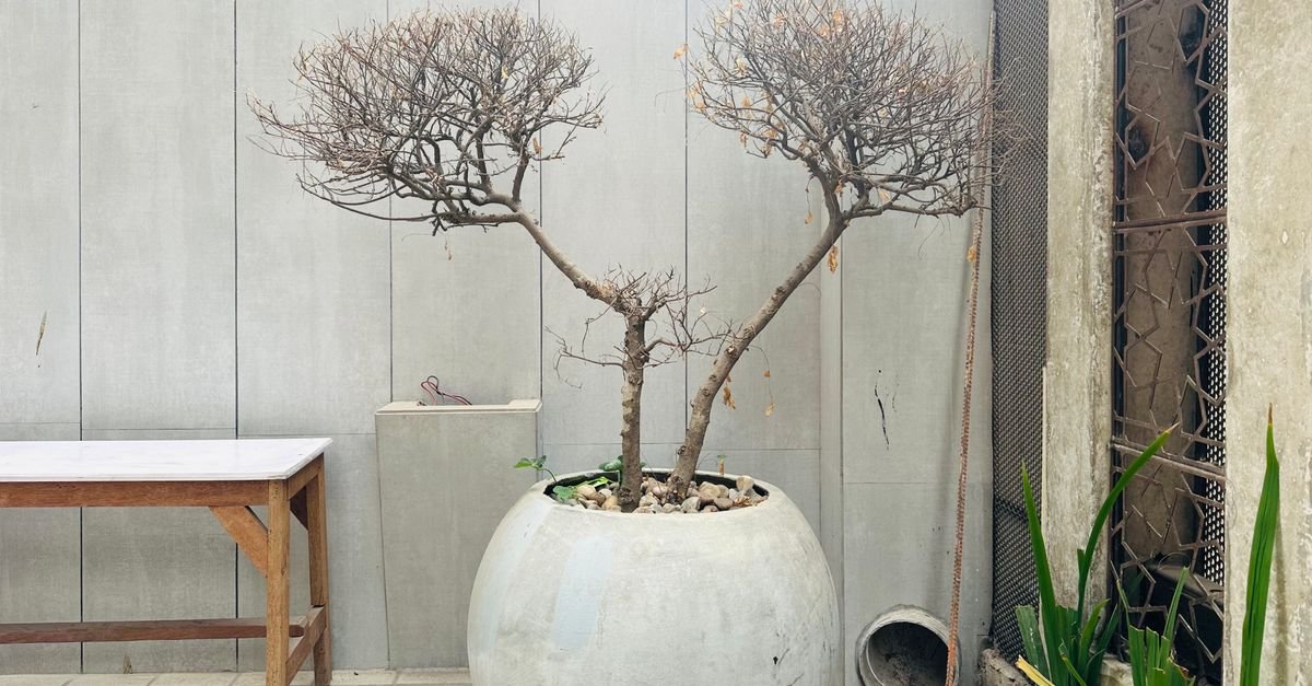 Minimalist concrete patio with a planted vase and wooden seating in daylight