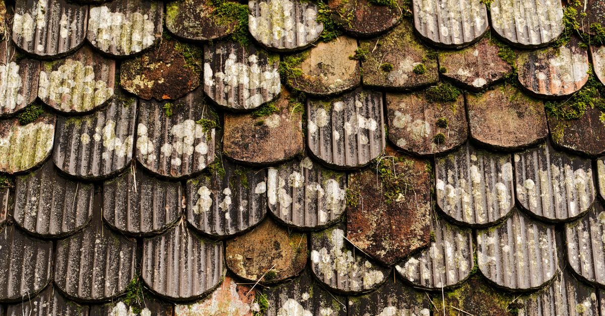 Weathered roof tiles thick with moss, living growth anchored into a surface that cannot be scrubbed