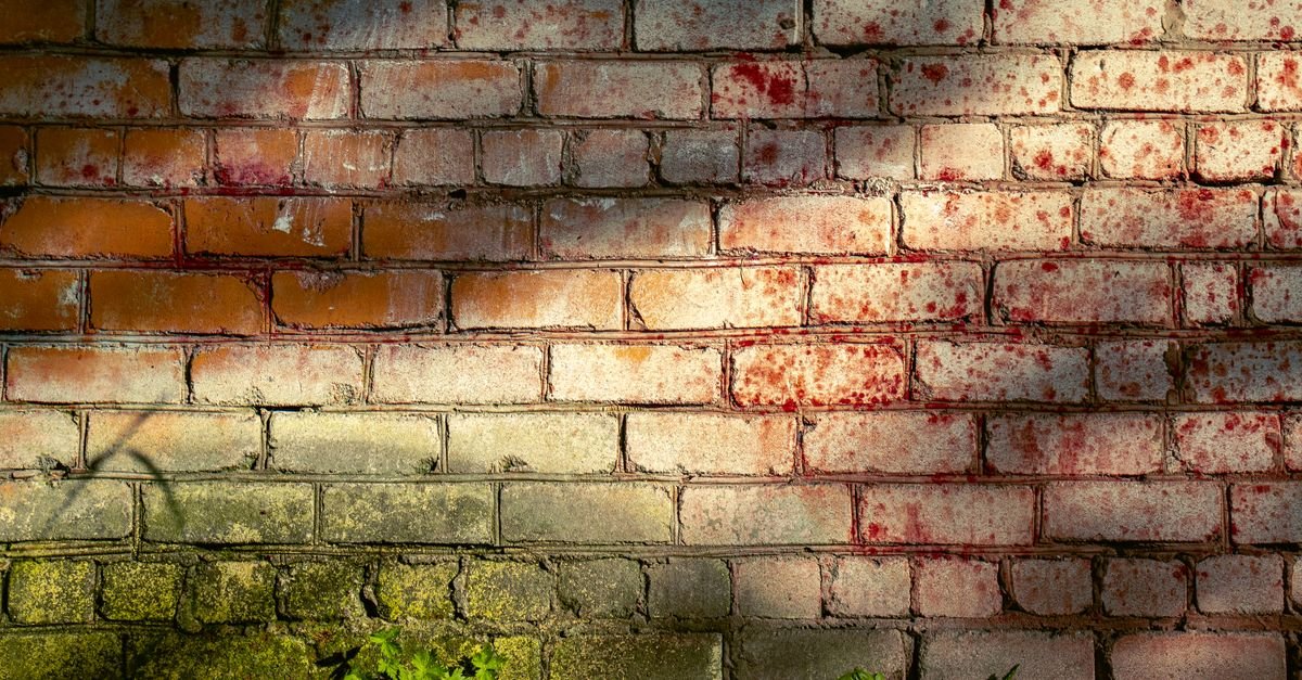 A brick wall darkened with moss and algae staining, the kind of living growth a soft wash solution kills at the root