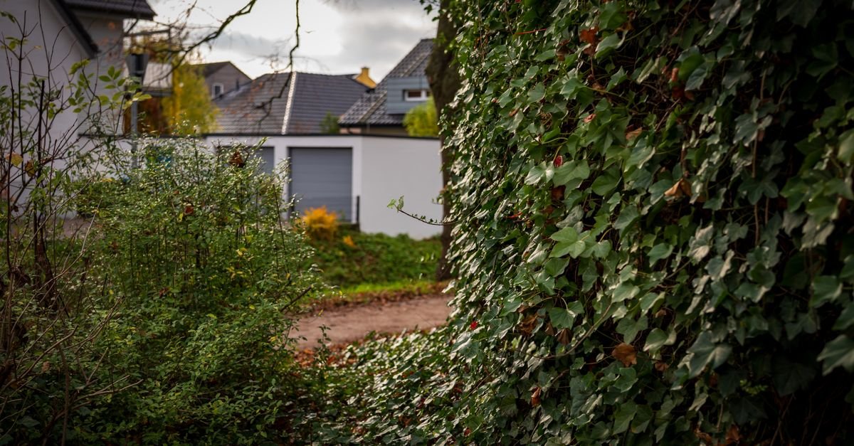 Dense ivy and shrubs growing right up against the base of suburban houses under a cloudy sky