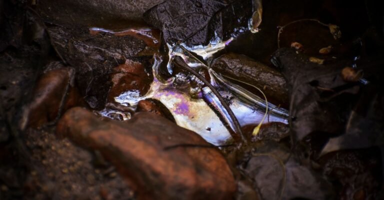 An oil spill spreading in iridescent patterns across wet ground and fallen leaves