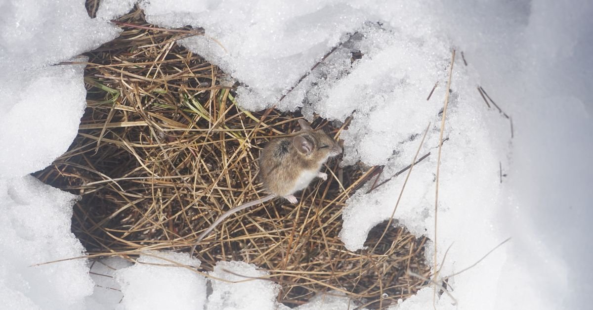 A field mouse sitting among frozen hay and ice in a winter habitat, the tenant a stored machine acquires over an off-season