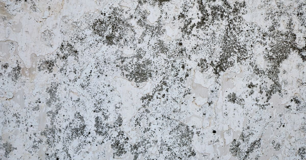 A weathered exterior wall with peeling paint and dark biological growth spreading across the surface