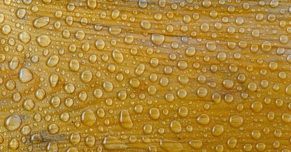 Water droplets sitting on a painted timber surface that has not yet dried