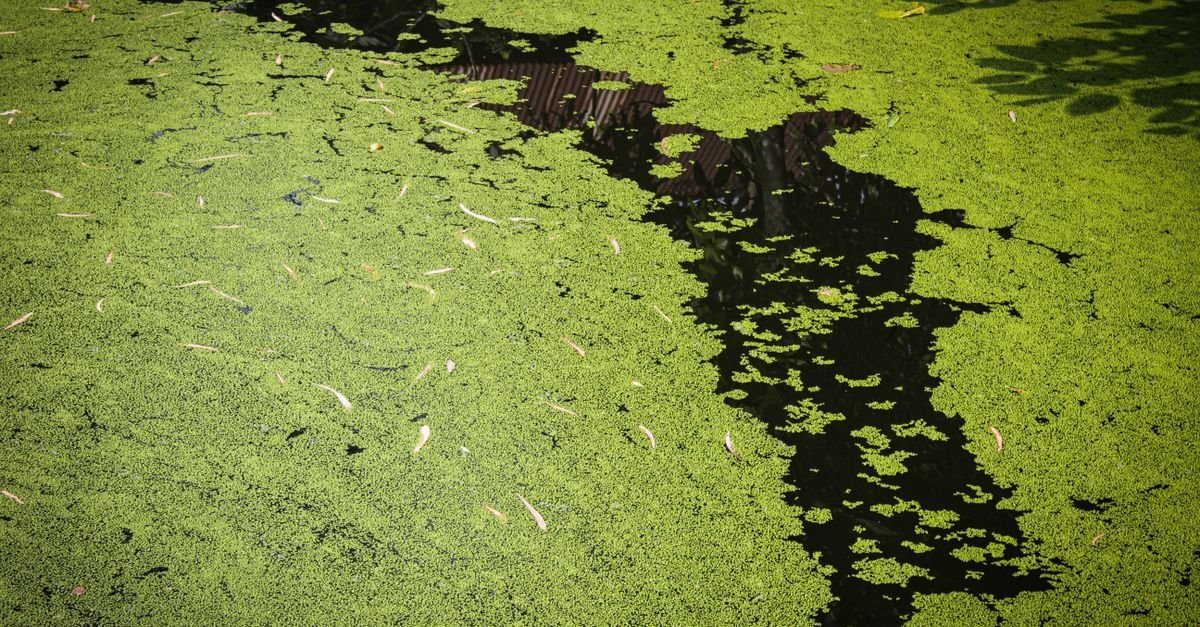 Pond surface covered in vivid green algae, what standing water does in a translucent tank