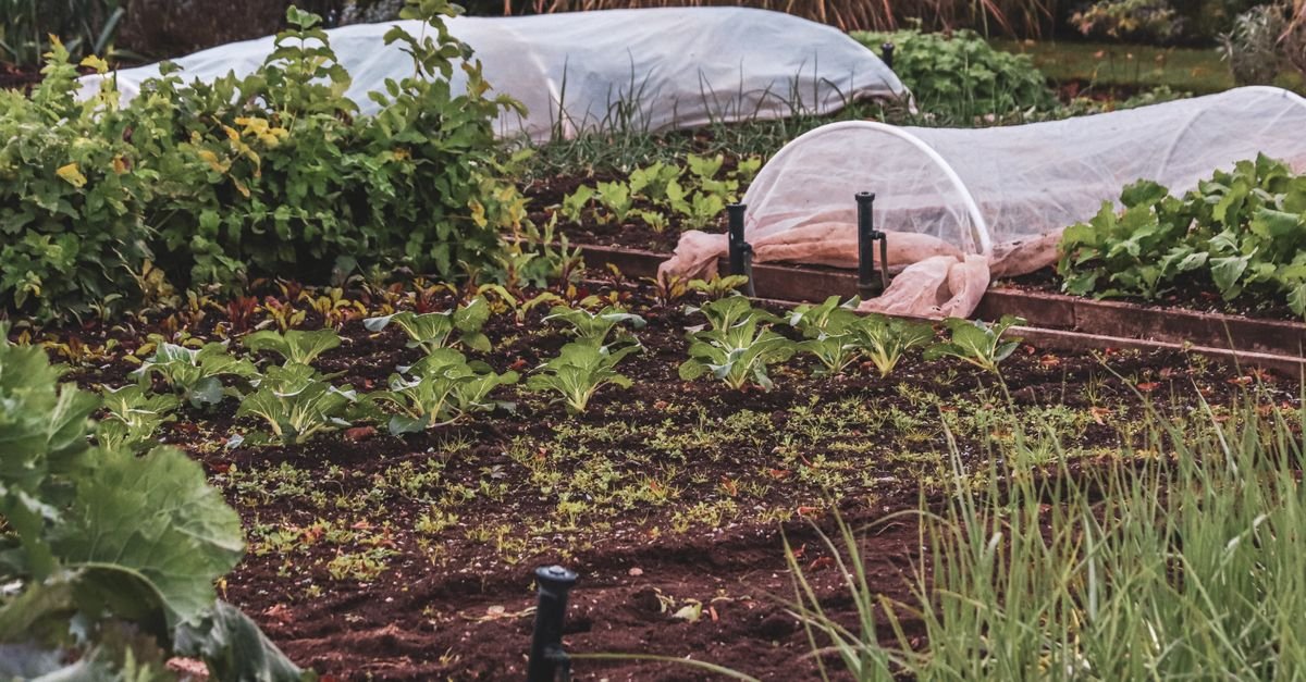 A vegetable garden with protective covers stretched over the beds beside rows of open planting