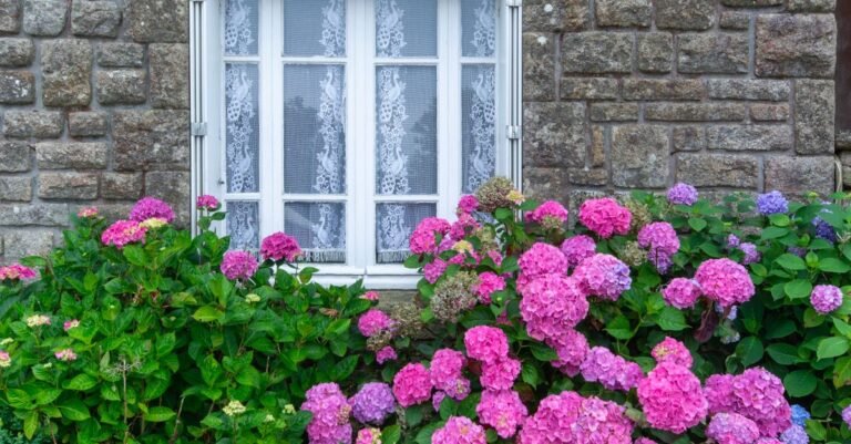 Pink hydrangeas in full bloom pressed against the stone wall of a house directly beneath a window