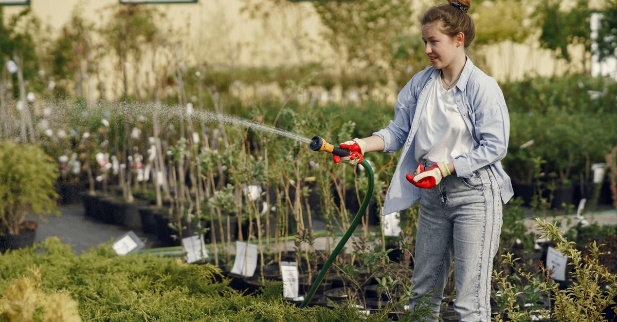 A gardener watering green plants with a hose in a garden, soaking the foliage and the soil around them
