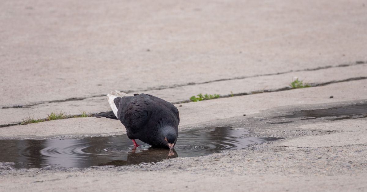 A pigeon drinking from a shallow puddle standing on a bare concrete surface