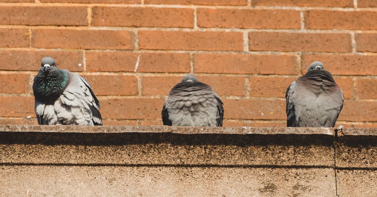 Three pigeons perched along the ledge of a brick building, directly above the masonry face below