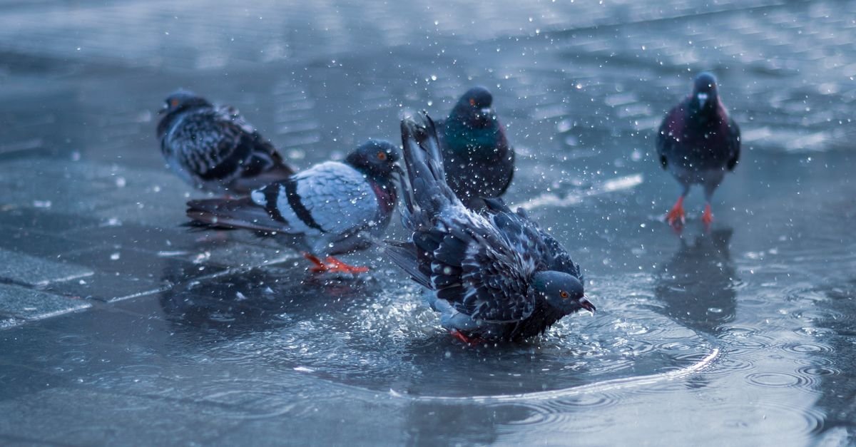 Pigeons gathered around a puddle on a wet urban pavement after rain, water standing on the slabs