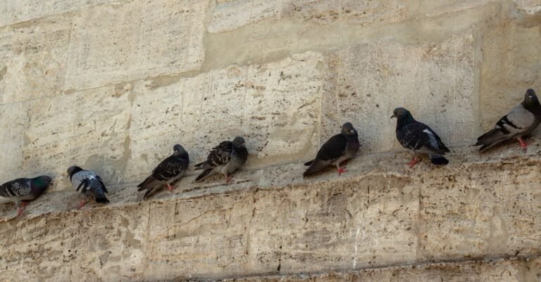 A row of pigeons roosting along a stone building ledge, the kind of perch that builds an accumulation on the surface below it
